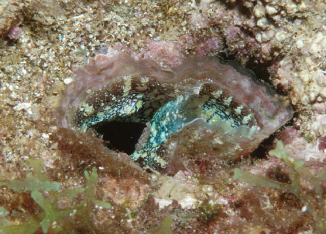 Streptopinna saccata